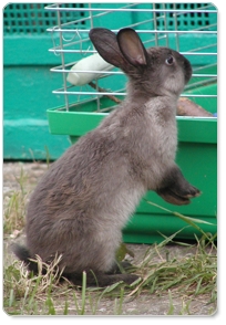 aa
